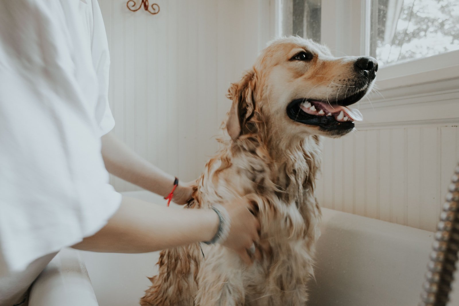 adult golden retriever taking a bath