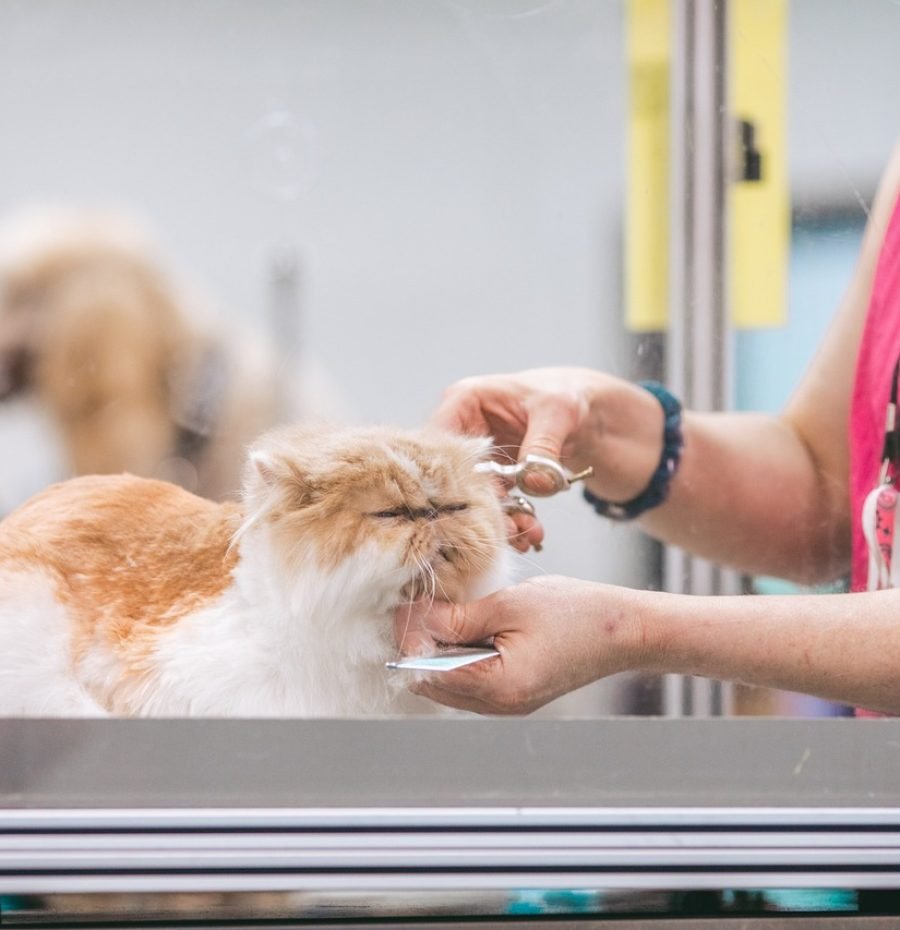 cat, persian, pet