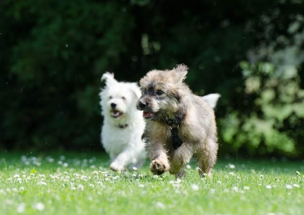 two running dogs, raging dogs, puppy